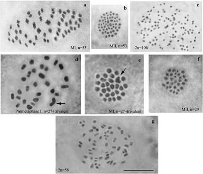 Incomplete Sterility of Chromosomal Hybrids: Implications for Karyotype Evolution and Homoploid Hybrid Speciation